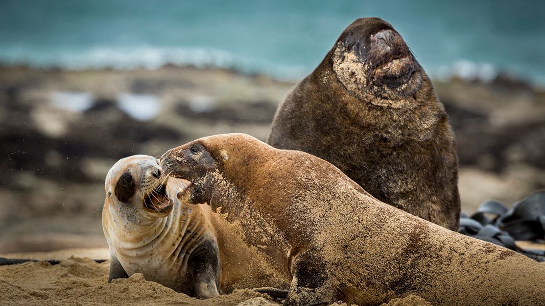 Biology of New Zealand sea lion