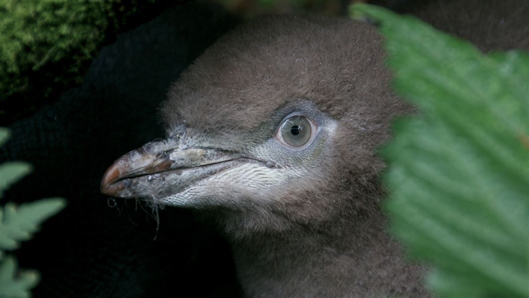 A hoiho/yellow-eyed penguin chick hiding in the bush