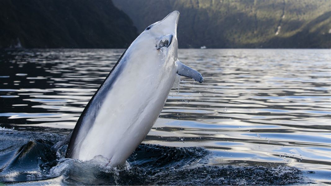 Fiordland bottlenose dolphin. 