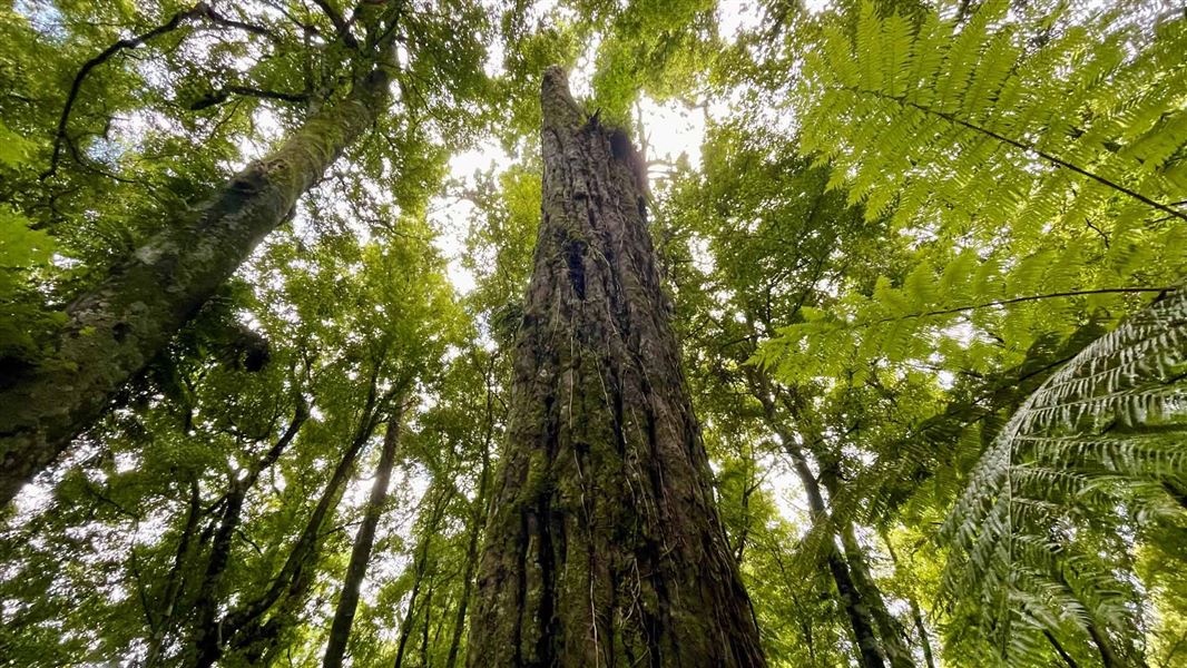 Looking up from the track through the bush canopy to the sky. 