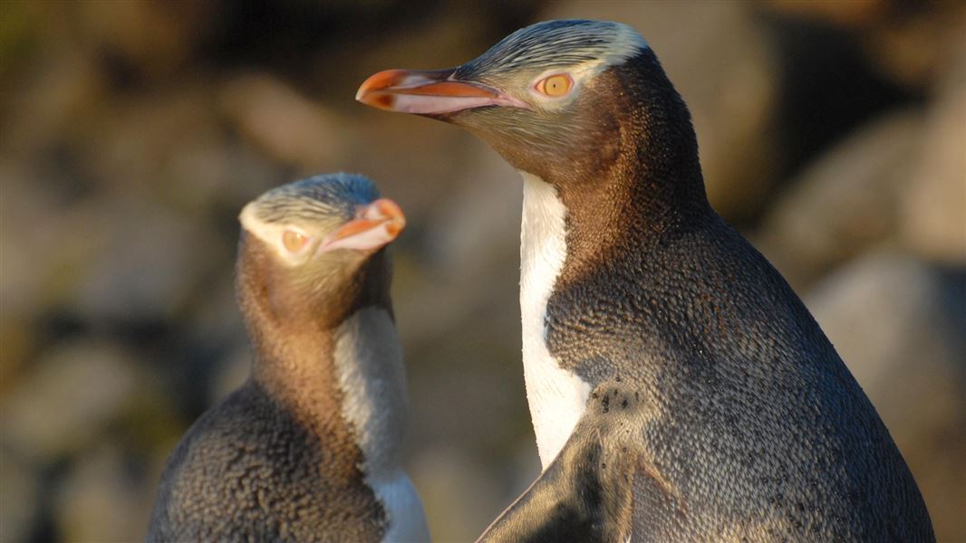 Yellow-eyed penguin.