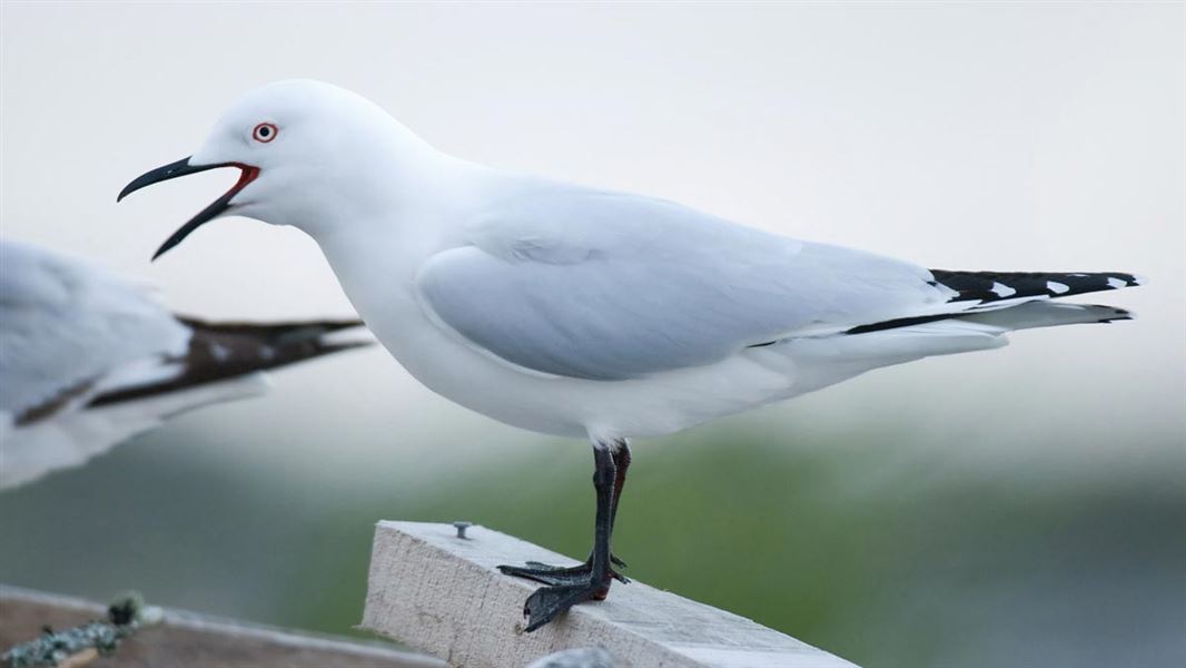 Black billed gull. 