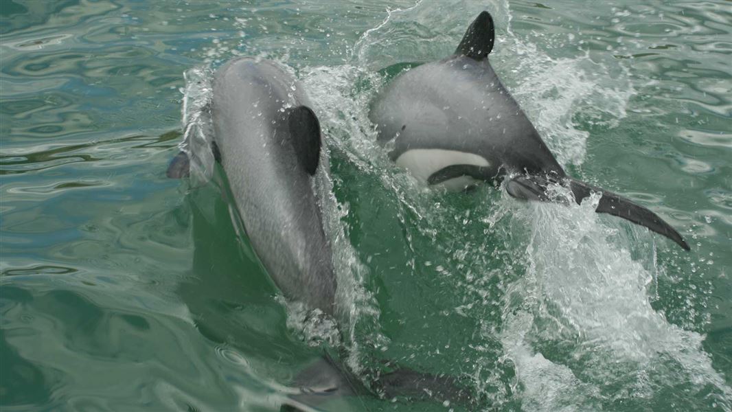 Facts about Māui dolphin