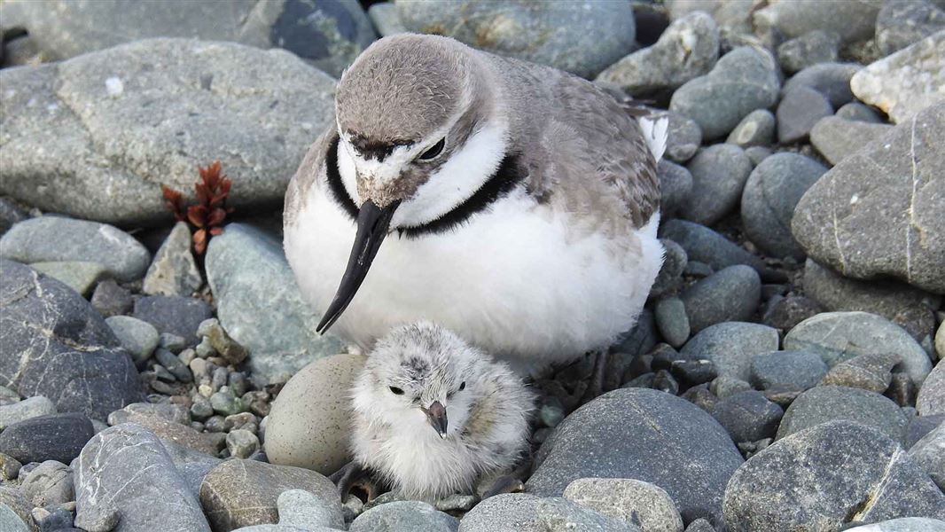 Male wrybill with chick.