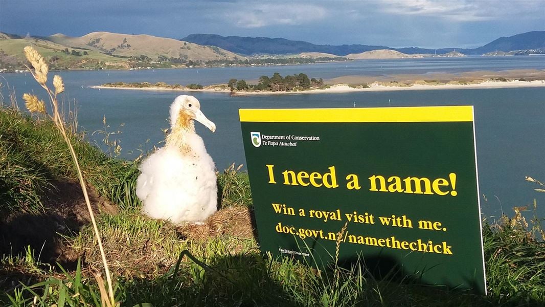 Albatross chick next to a sign. 