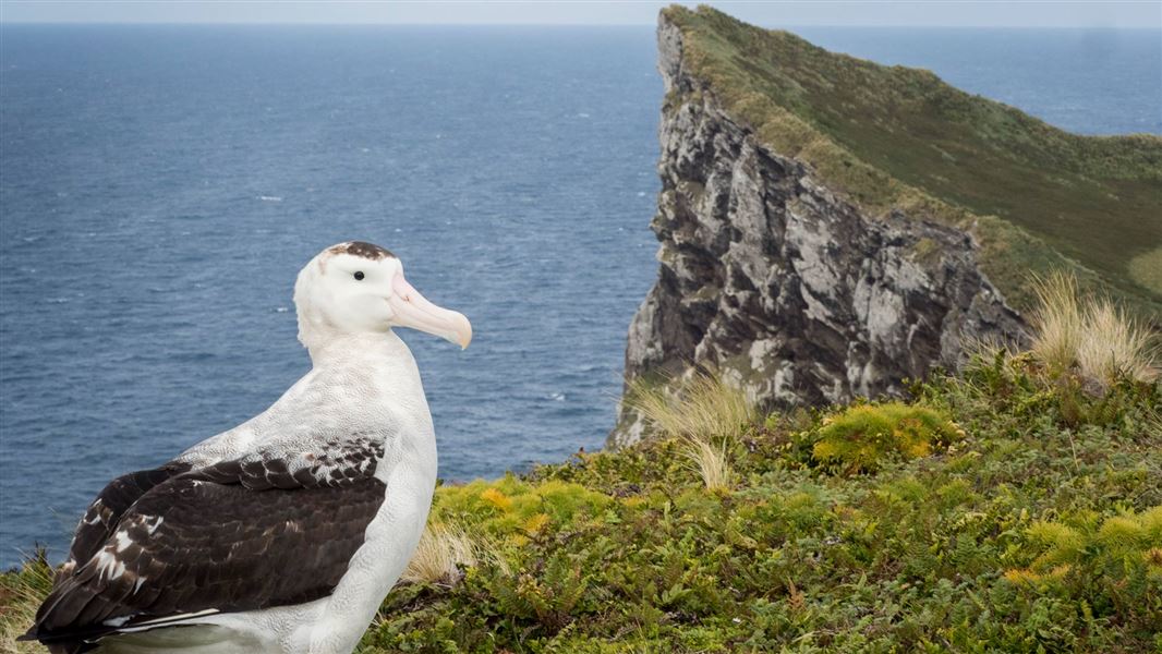 Antipodean albatross. 