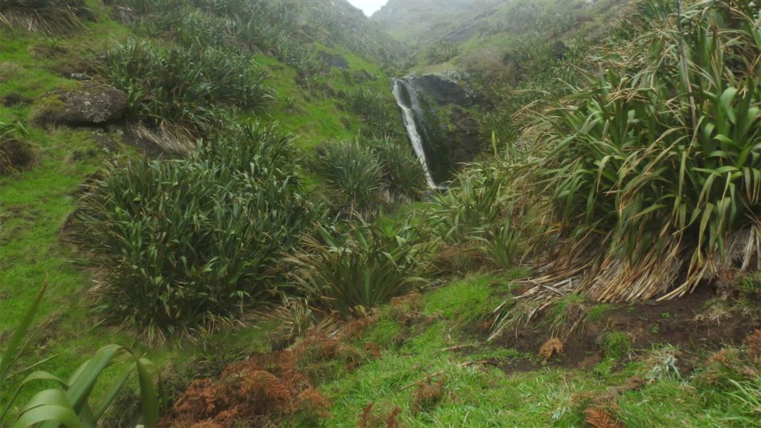 Thomas Mohi Tuuta (Rangaika) Scenic Reserve Walk