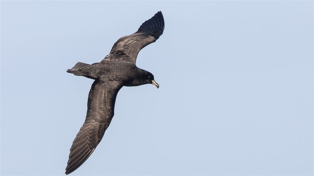 A black petrel, wings spread, soaring through the sky.