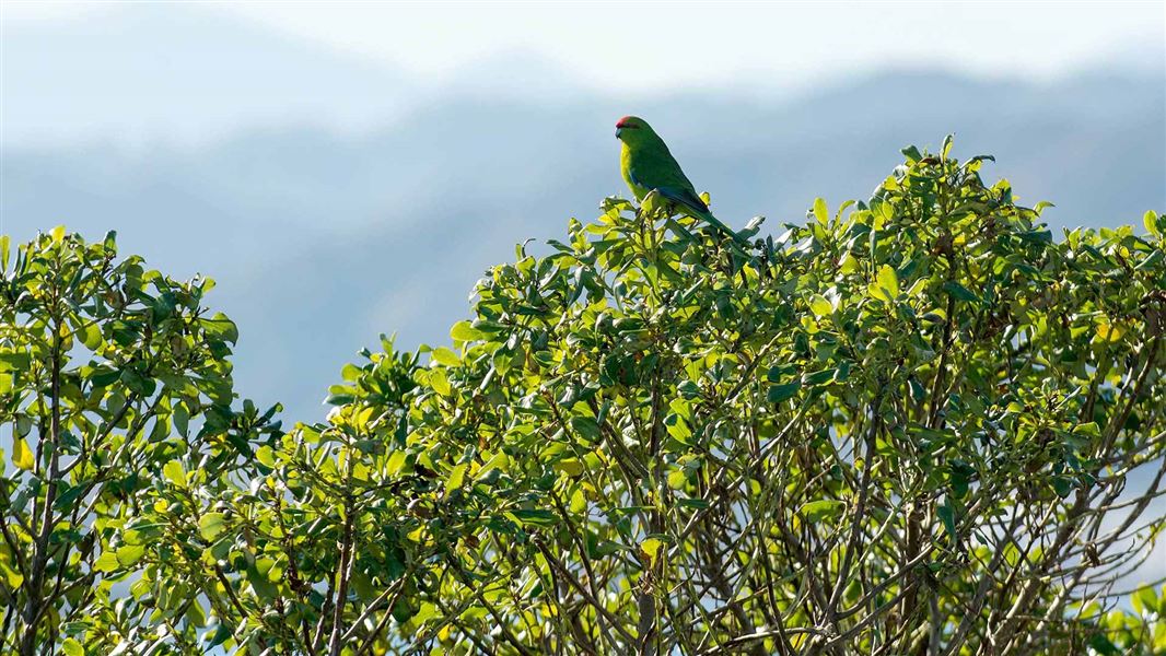 Red-crowned parakeet in trees. 