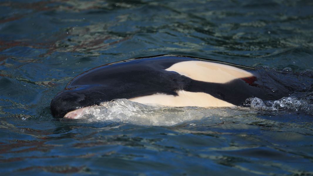 Orca calf in water by wharf.