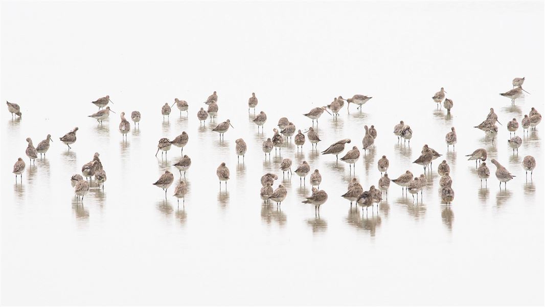 Bar-tailed godwits.