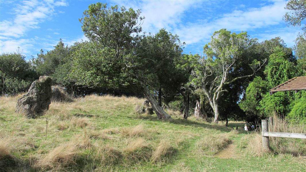 Mohi Bush Scenic Reserve. 