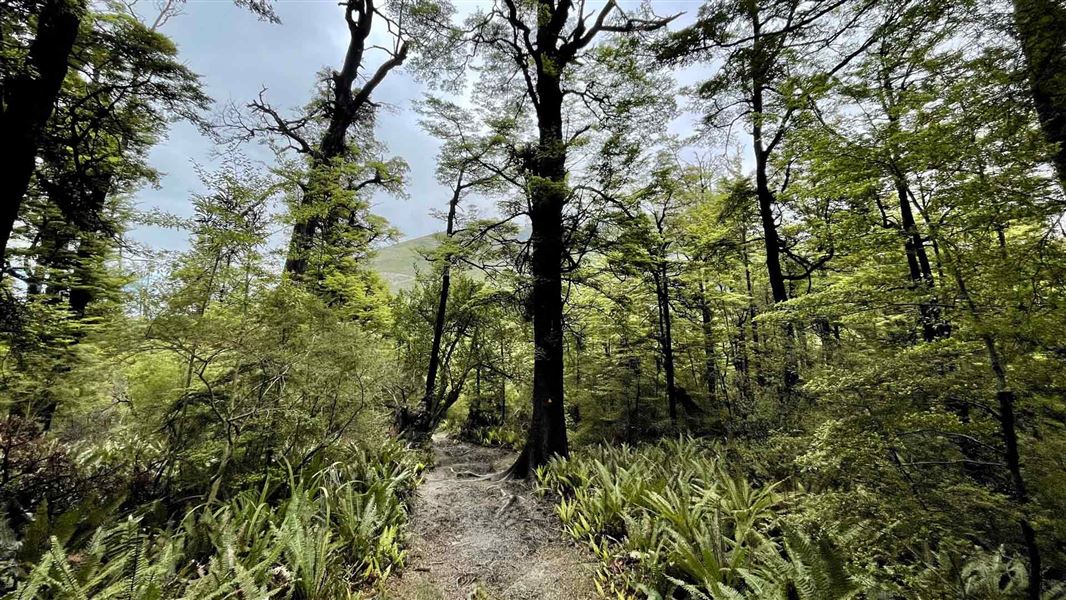 Track leading through beech forest.