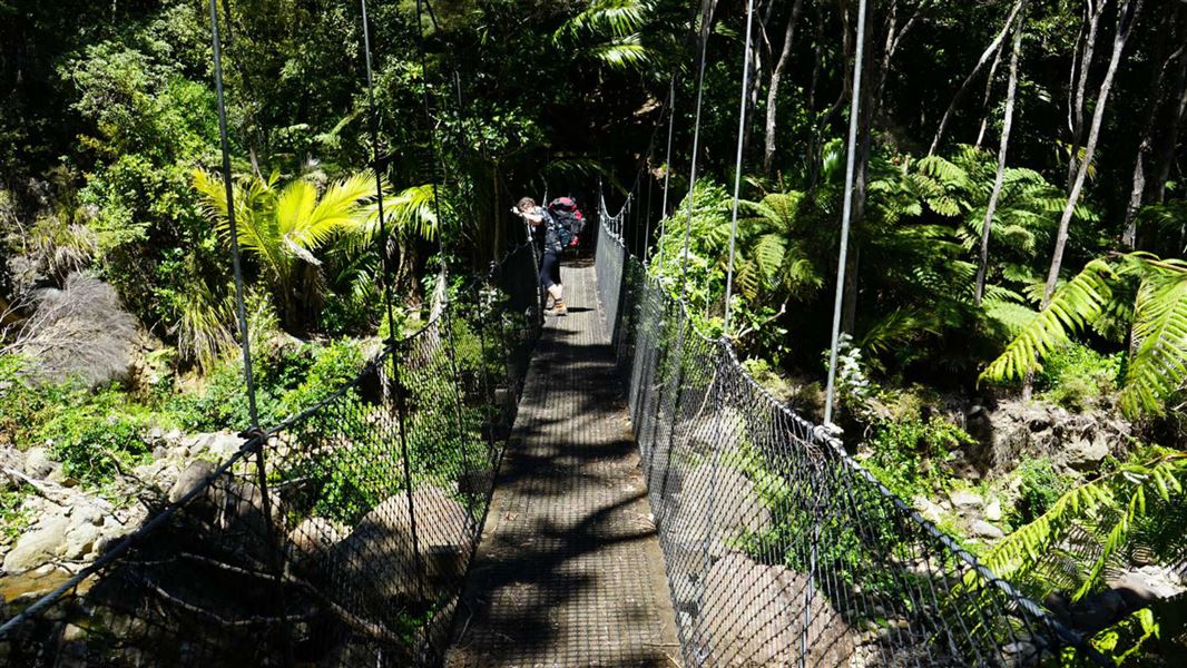 Tramper on Great Barrier Island walking track.