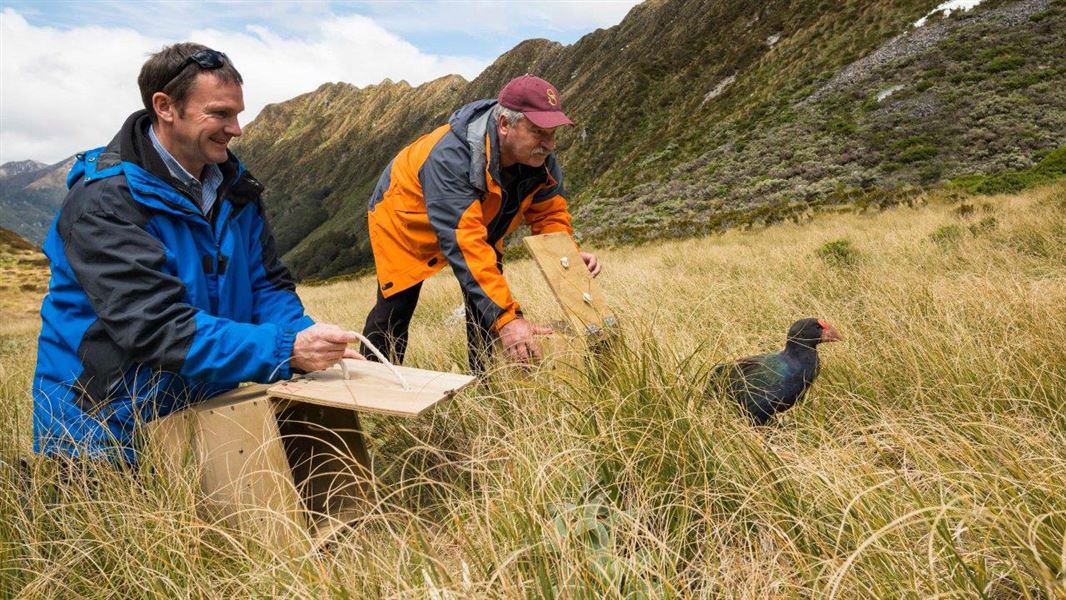 Releasing a takahē. 