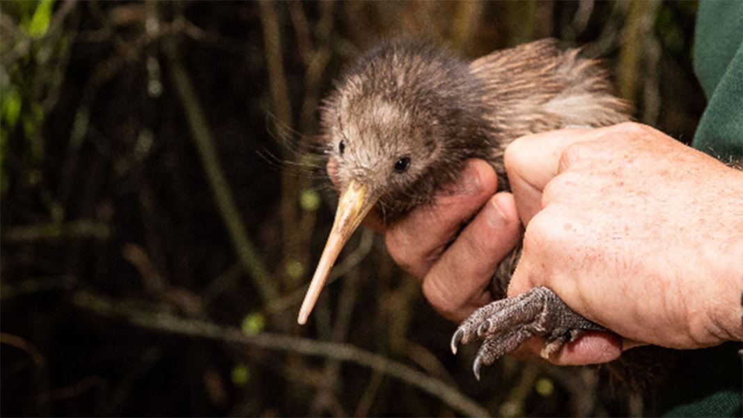 Two injured Northland Kiwi returned home: Media release 19 December 2019