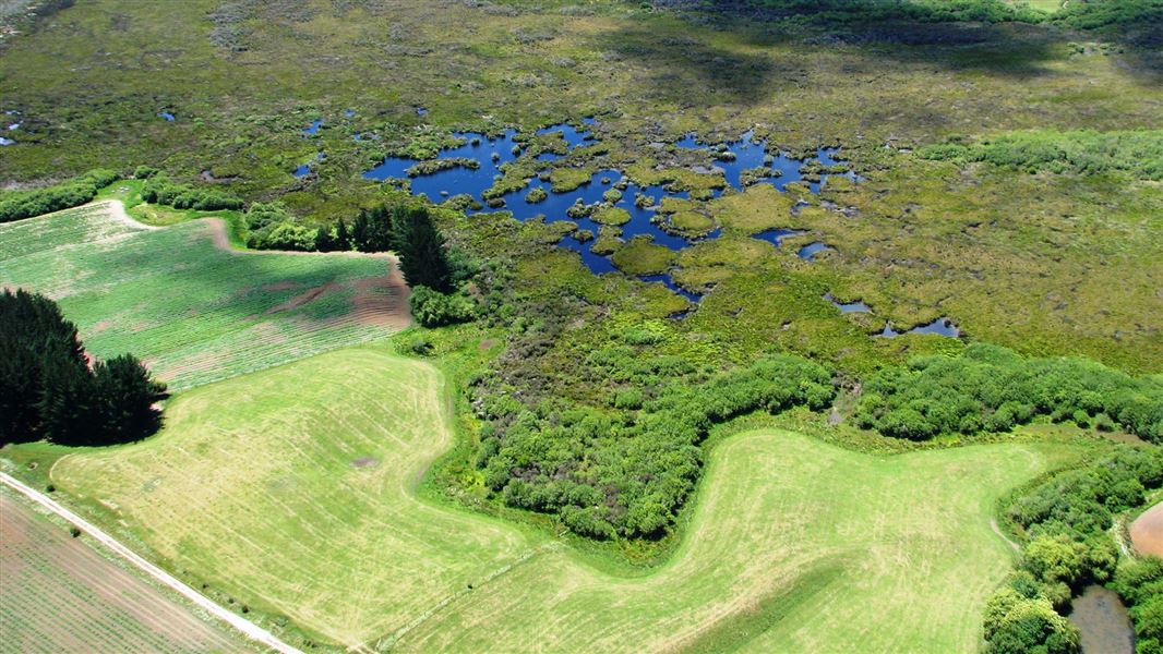 Aerial view of Whangamarino Wetland. 