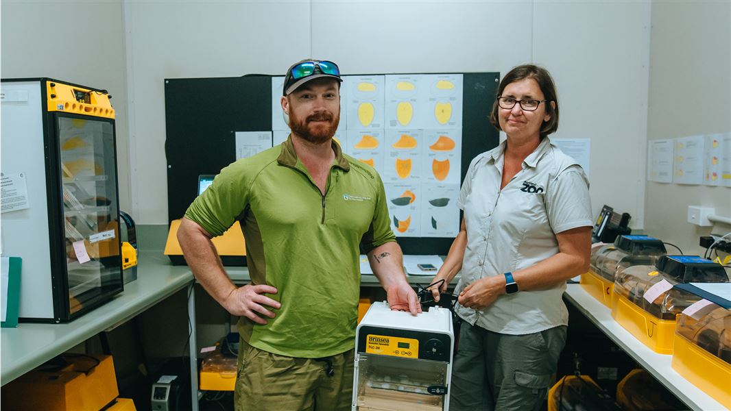 DOC ranger Kallan Mehrtens and Auckland Zoo bird keeper Debra Searchfield inside the Zoo’s egg incubation room, with an incubator of seven tara iti eggs. 