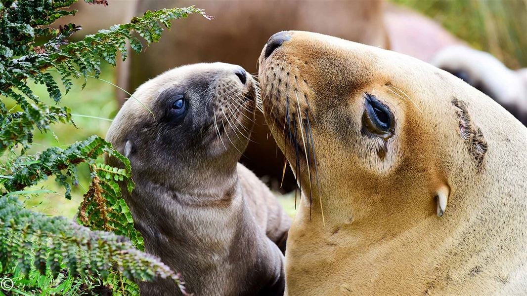 Sea lion and pup. 