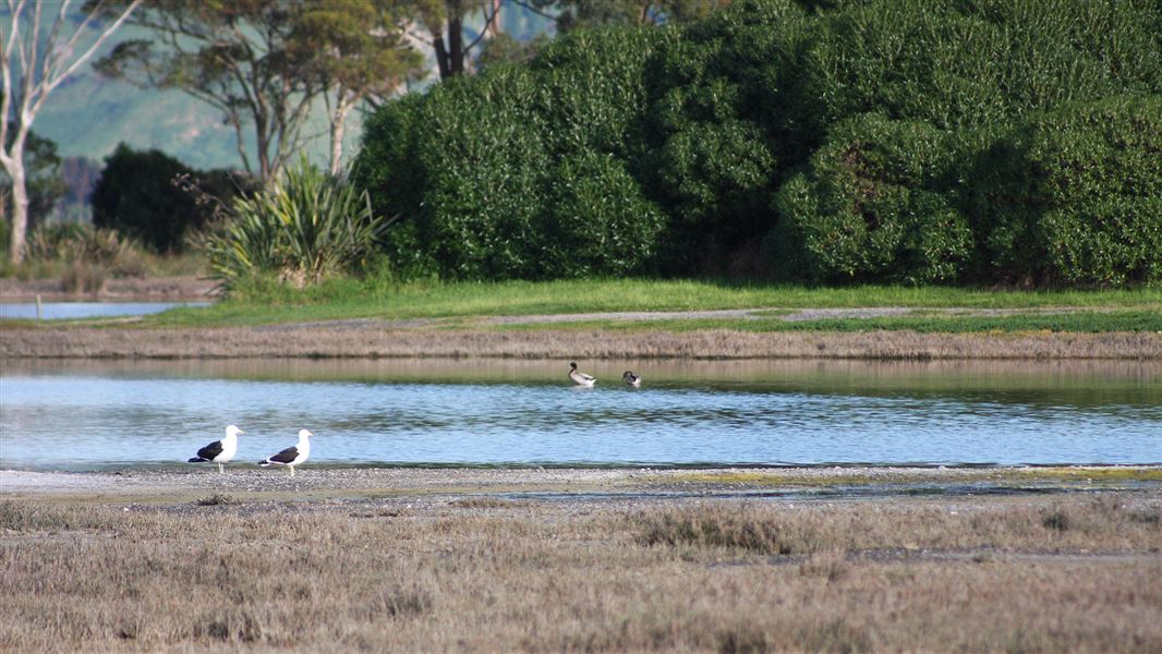 Ahuriri Estuary. 