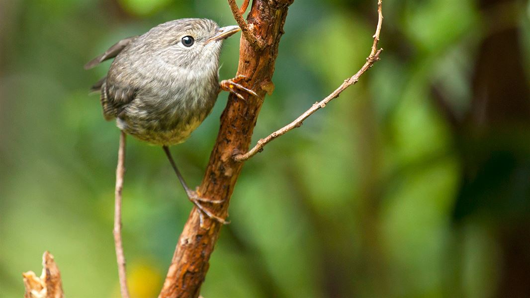 North Island robin.