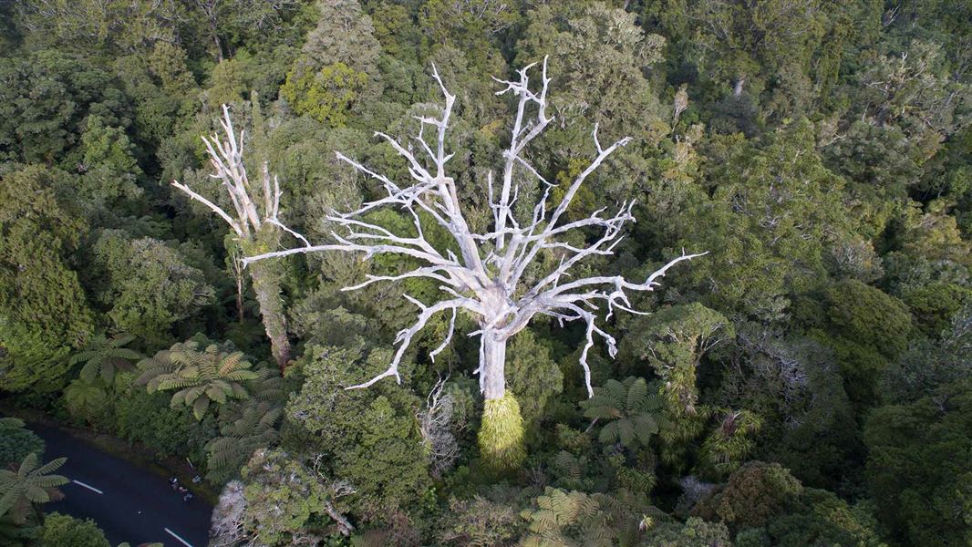 Dying kauri trees. 