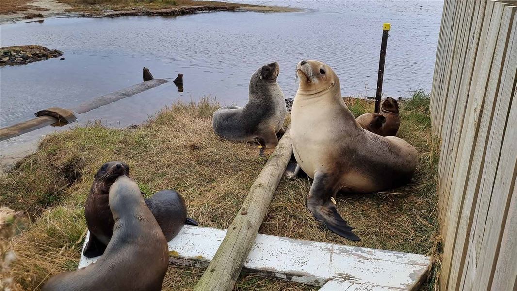 Record Sea Lion Pup Numbers In Dunedin | Mirage News