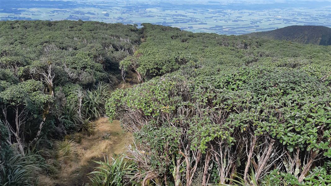 A Frame Hut & Takapari Road Track.