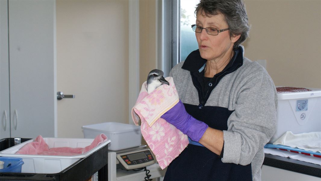 A woman holding a small bird wrapped in a pink blanket