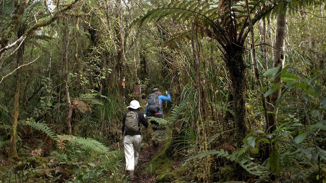 Karaka Track