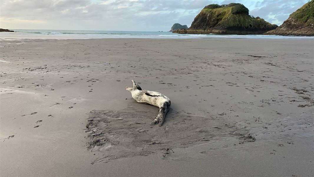 Leopard seal on Taranaki beach. 