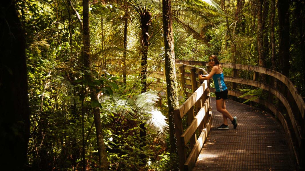 Tramper, Nikau Walk.