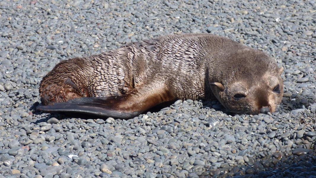 A kekeno pup having a rest on Napier’s Marine Parade beach. 