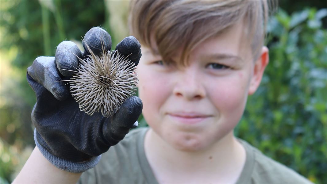 Child with seed head. 