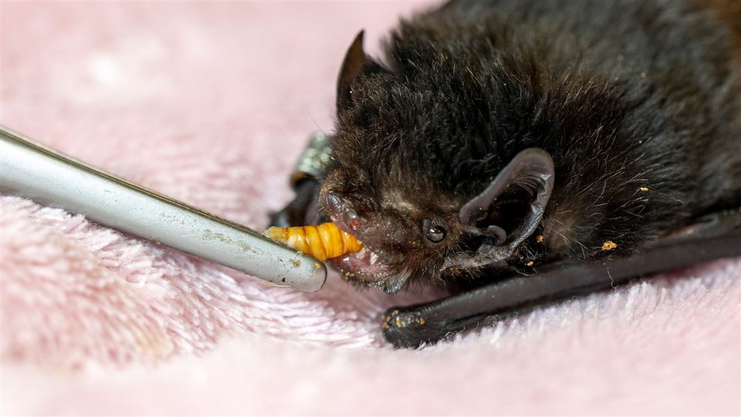 Bat being feed while in care. 