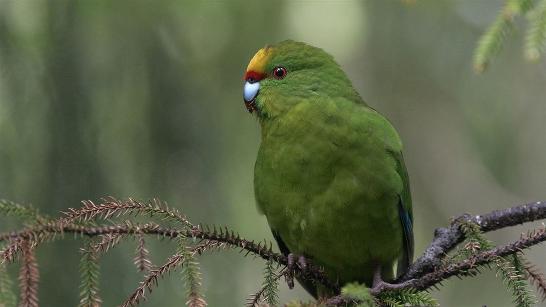 Yellow-crowned  parakeet