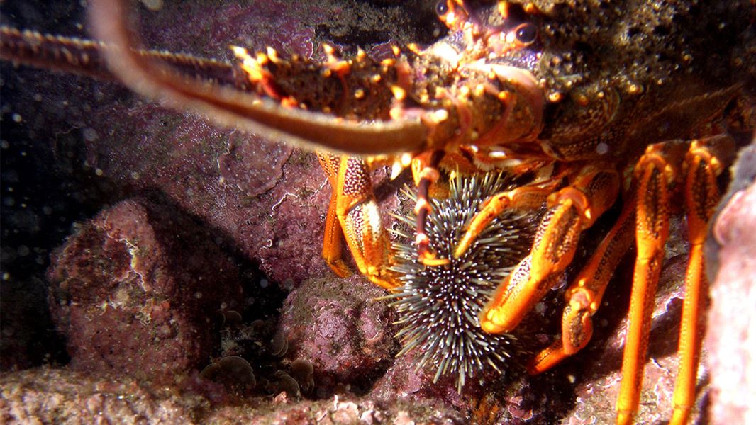 Close up of Kōura/rock lobster eating Kina, Whanganui A Hei. Cathedral Cove. 