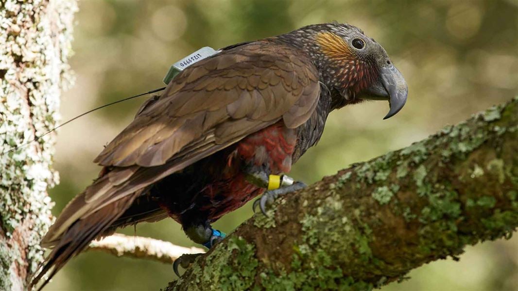 Kaka with tracking device.