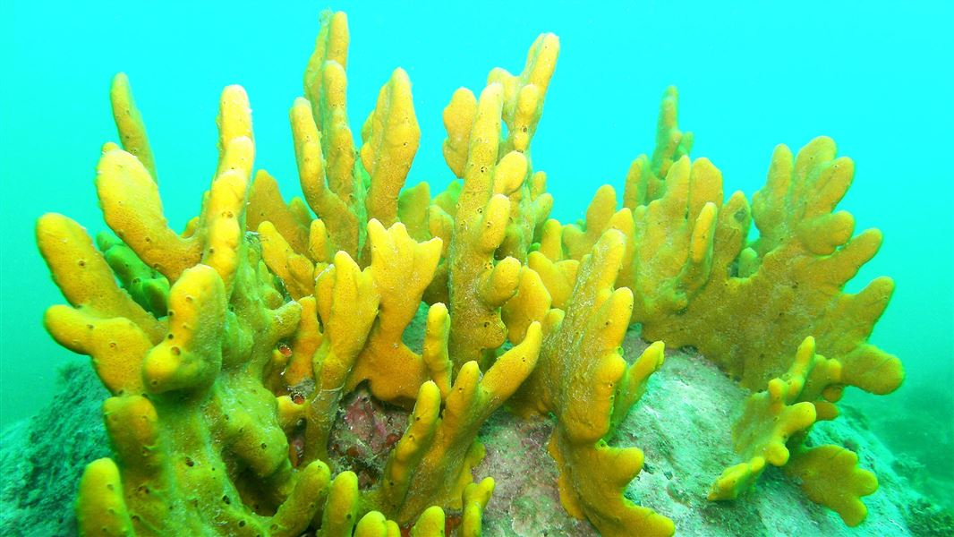 Yellow sponge at Horoirangi Marine Reserve. 