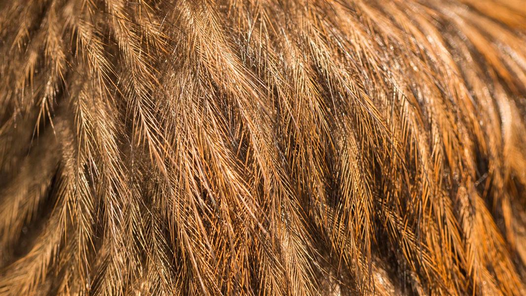 North Island brown kiwi feathers. 