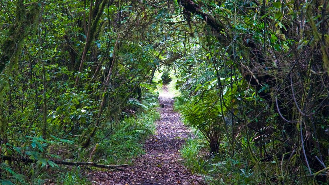 York Road Loop Track: Walking And Tramping In Egmont National Park 