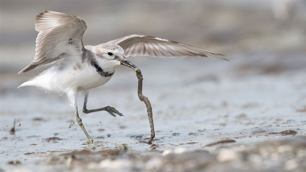 A white bird with wings spread pulls a worm from the mud.