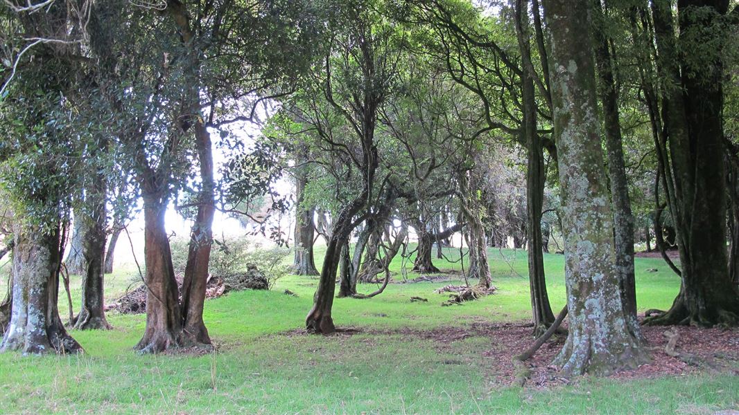 Mohi Bush Scenic Reserve. 