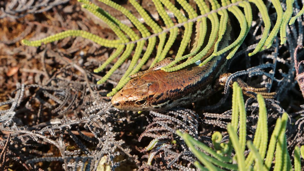 Alborn skink hiding under some scrub.