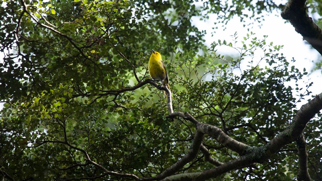 Stories About The Yellowhead/mohua: NZ Native Birds