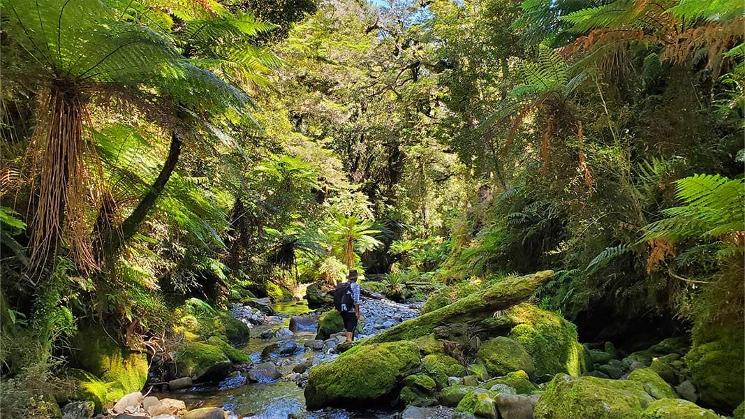 IVL Hike Ensures Visitors Pay More for NZ Conservation | Mirage News