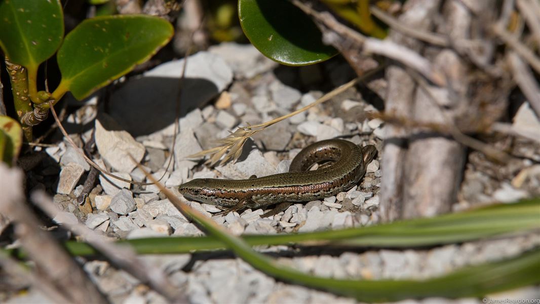 Chalky Island skink. 