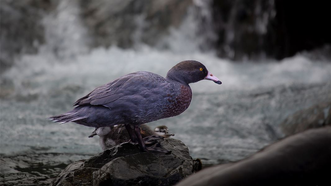 Whio mum and ducklings: The future looks brighter for these ducklings thanks to the Whio Forever partnership