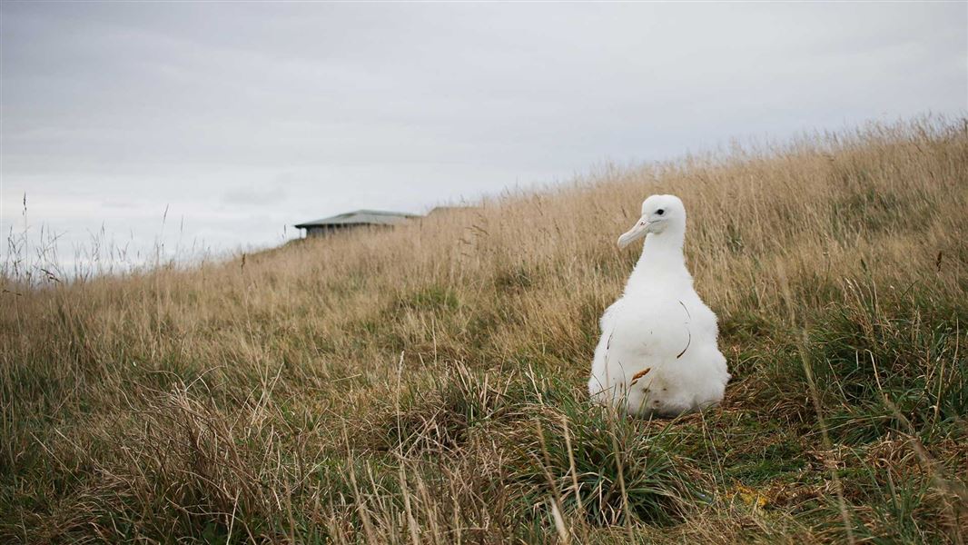 Northern royal albatross chick sits on the grass at Taiaroa Head.