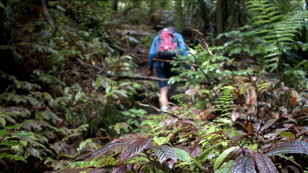 Walker on the Hapuakohe Walkway. 